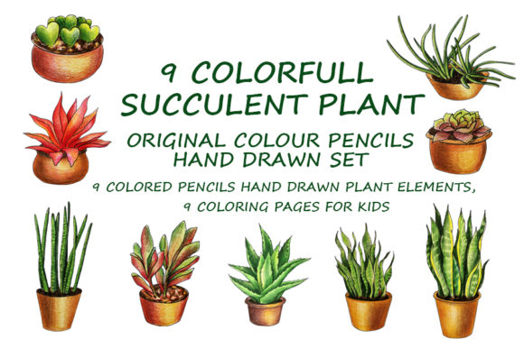 9 Colorfull Succulent Plans Elements