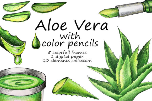 Aloe Vera: A Versatile Plant for Creative and Practical Uses