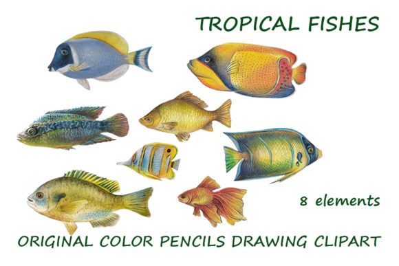 Tropical Fishes Original Drawing Clipart